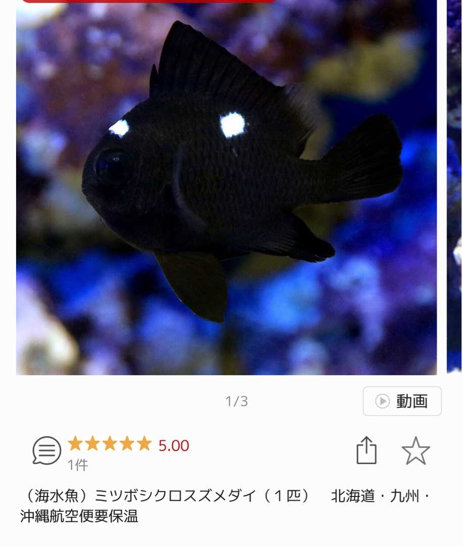 新たなる海水魚水槽19】一挙に仲間が増えました | ありえないありえる水槽を作りたい！ヲカマの日記 - 楽天ブログ