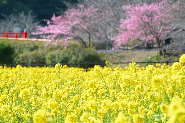 みなみの桜と菜の花まつり
