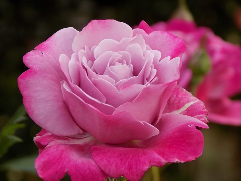 DSCN3688.JPG
