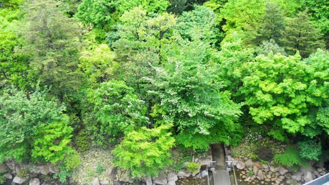 新梅田シティ・アネックス棟５階ベランダからの眺め ・中自然の森.JPG