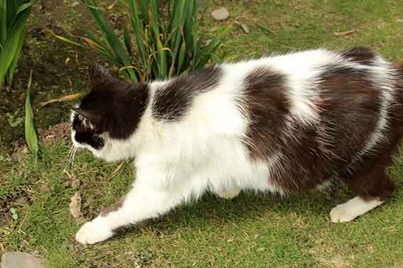 我が家のニャンコ♪2016/4/15-3