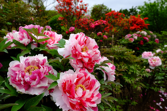 2016 04 23_4278.jpg