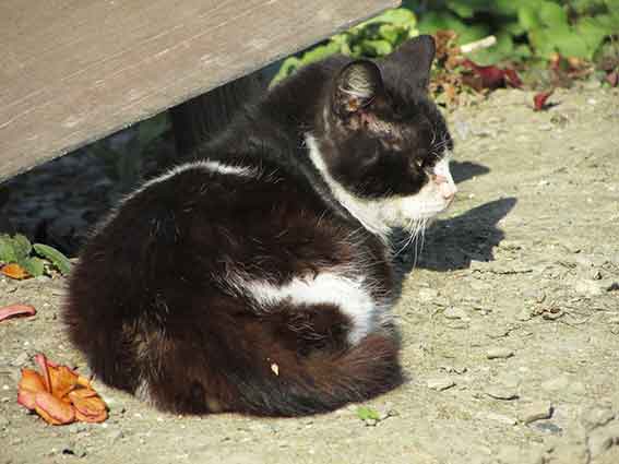我が家のニャンコ♪2016/3/30-2