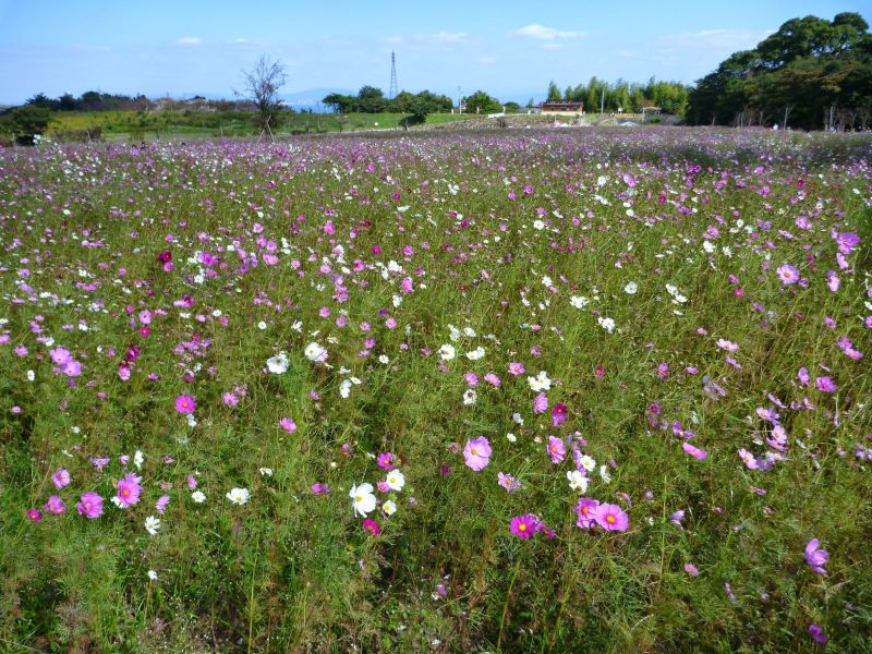 秋桜（島原芝桜公園）