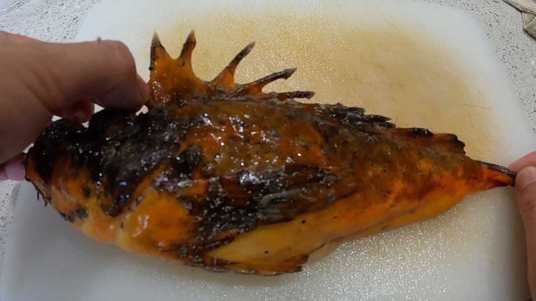 オコゼを捌きました 職業 釣り人 楽天ブログ