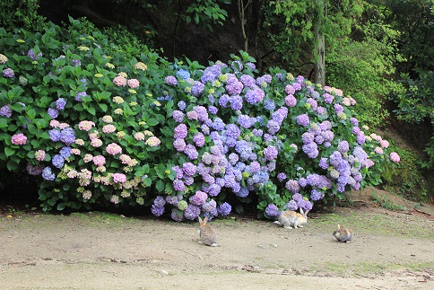 うさと紫陽花.jpg