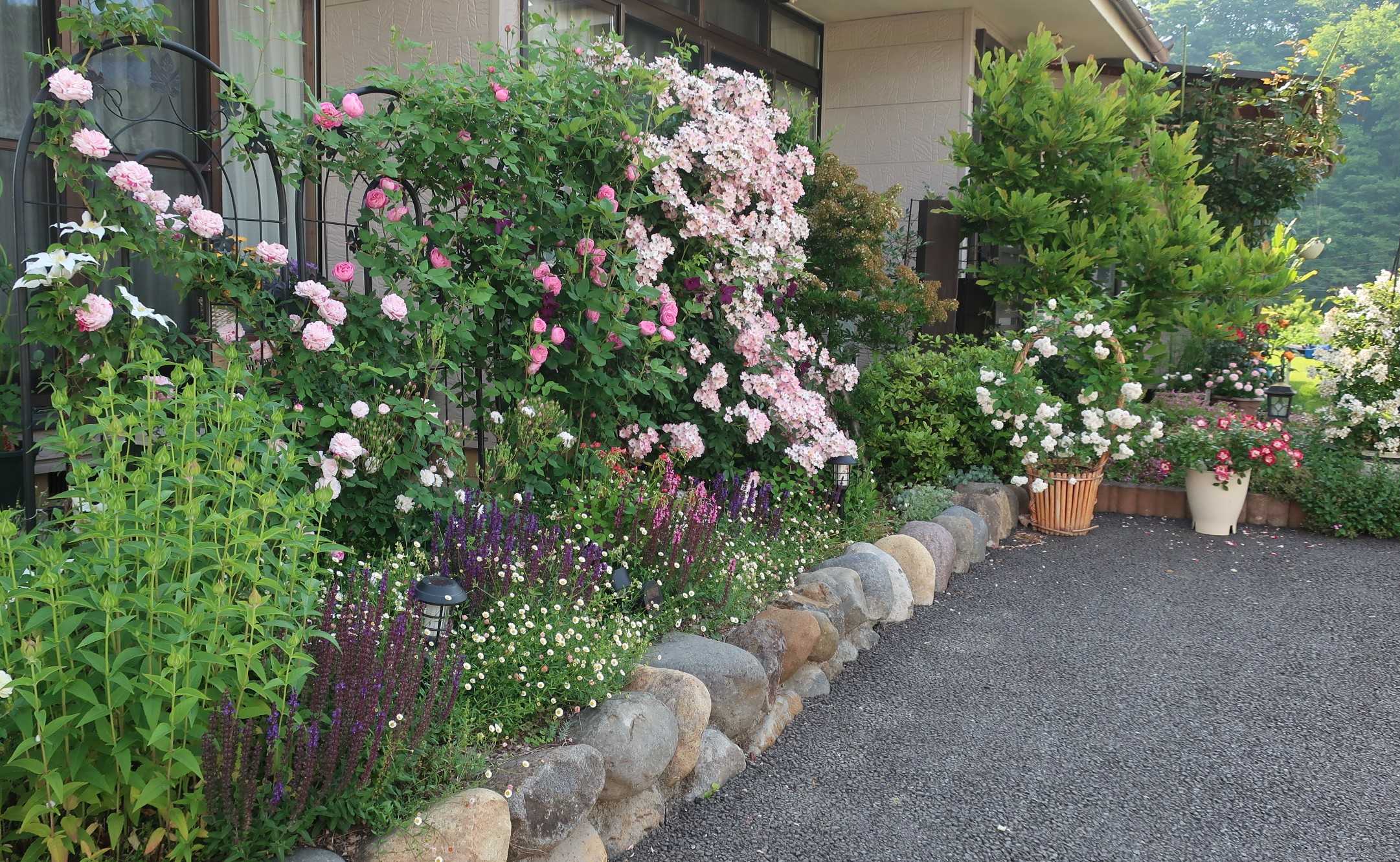 ヒメツルニチニチソウ 今日の空はあおい 楽天ブログ