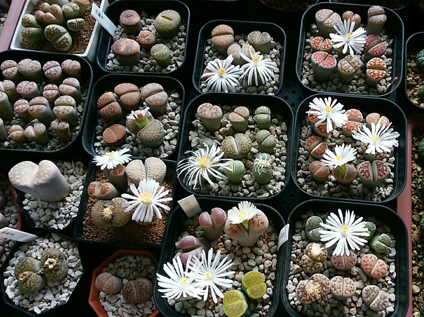 リトープスの白い花 さぼてん日和 楽天ブログ
