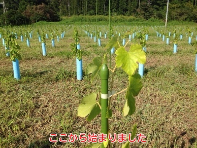 ぶどう1.jpg