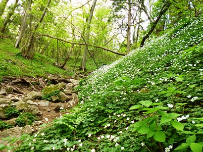 a-P1040649.jpg
