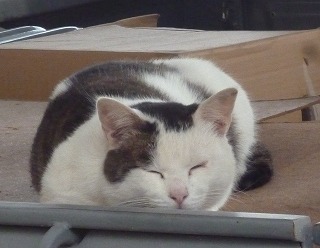 P1270764-ass.jpg