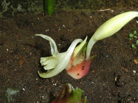 ミョウガの花