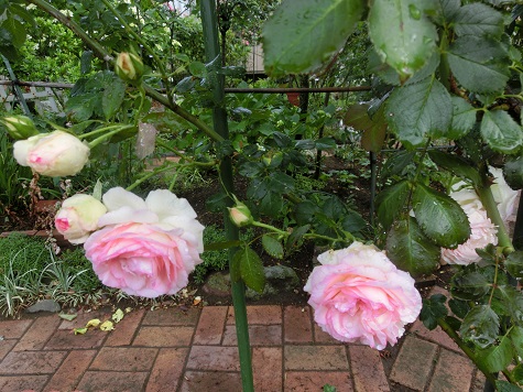 薔薇ホットココア