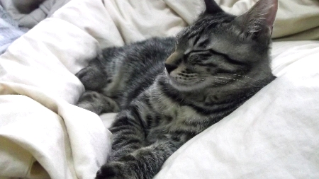 すずひめ　10月31日　ベット　睡眠.jpg