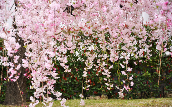 桜４