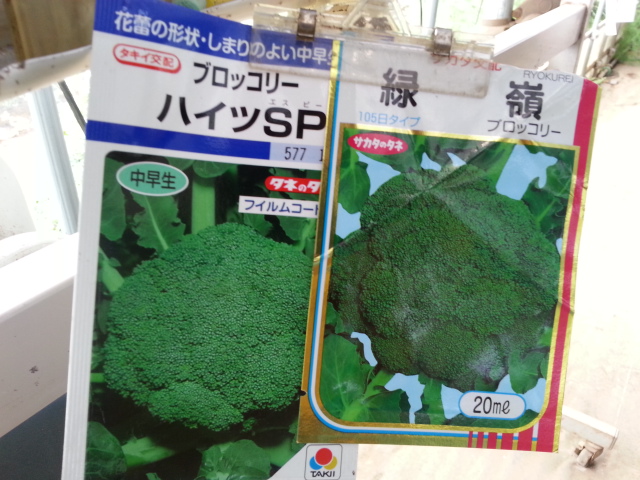 20130824ブロッコリー.jpg