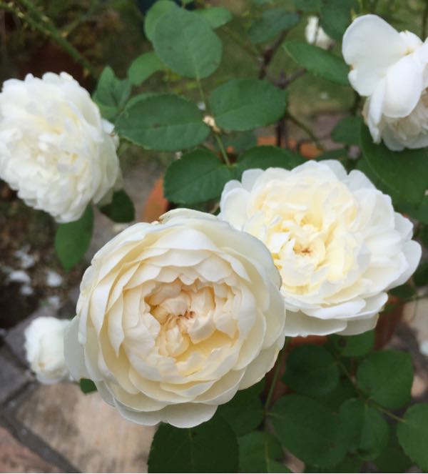 rblog-20160703194236-07.jpg