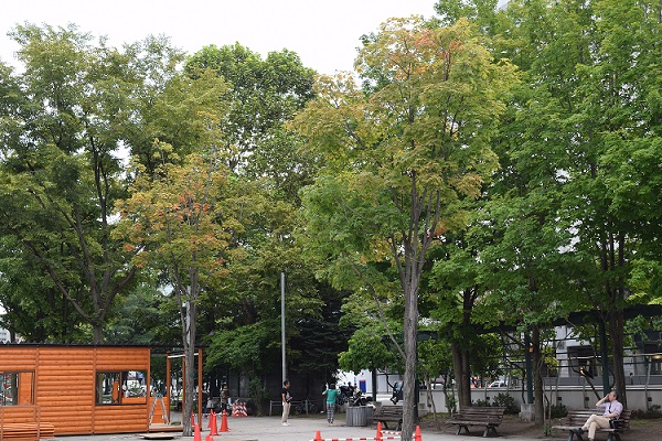 西２丁目広場のカエデも少し赤く