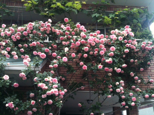 2012年05月２２日バラ全景.JPG
