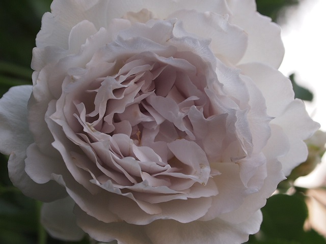 P5230005.JPG