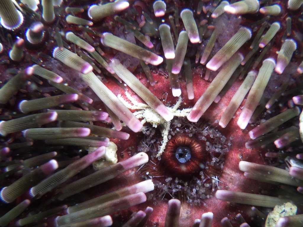 串本磯採集2023年6月上旬44　ツマジロナガウニに共生するトウヨウヤワラガニ（Halicarcinus orientalis）