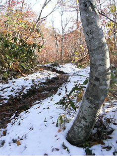 20121121白山いとしろ雪道