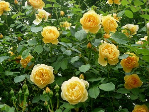 20120520(10).jpg