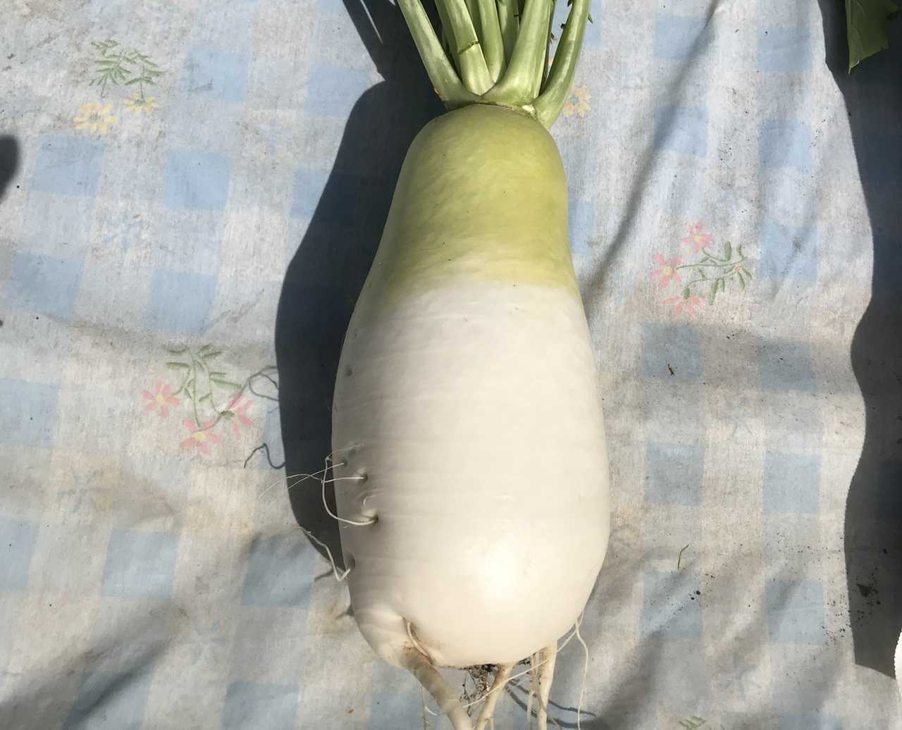 4ページ目の 野菜作り 植木屋の三代目をやってます村野園のブログです 楽天ブログ