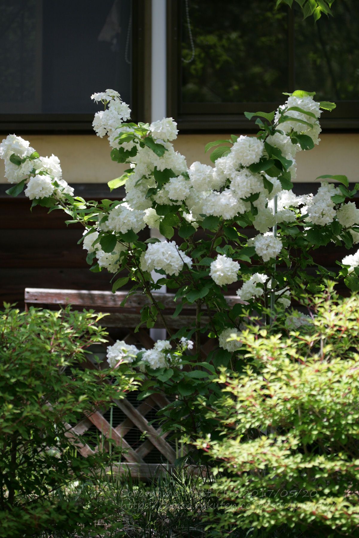 5月のお山の庭から 3 白い花 そら豆プリント倶楽部 楽天ブログ