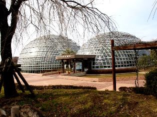 東谷山フルーツの里・梅が少し開花... 