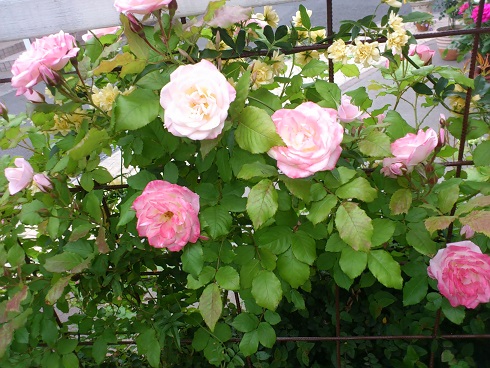 つる桜霞　2013.5.10A.jpg