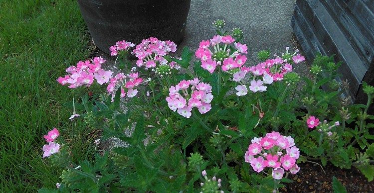 今日の庭に咲く花 ６月17日 Miraiの庭 つれづれに 楽天ブログ