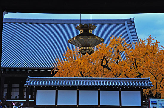 銀杏３