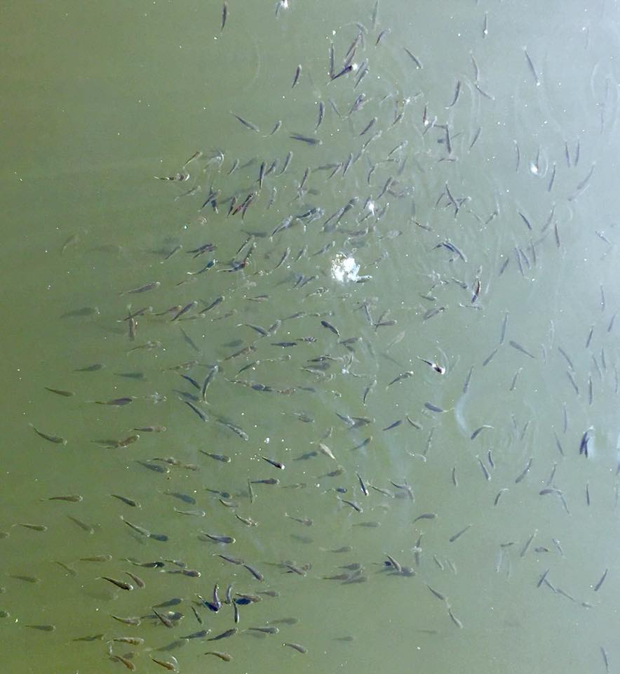 小魚 ルネサンス両国ランナーズサークル 走ろう会 楽天ブログ