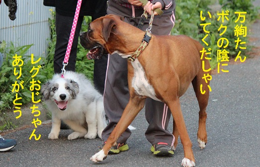 盾