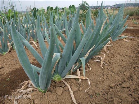 下仁田ネギ　20141004-2