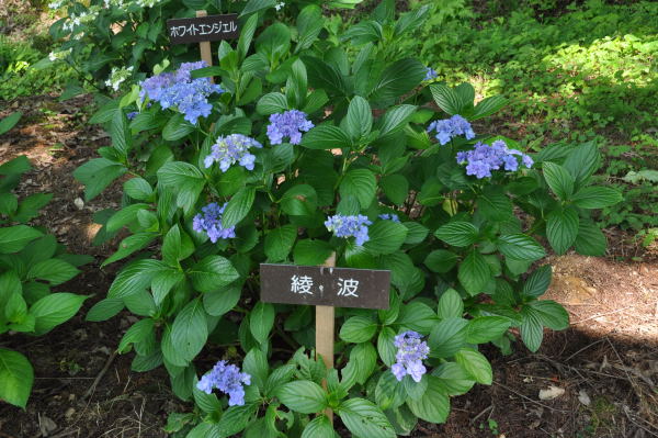 菖蒲・紫陽花