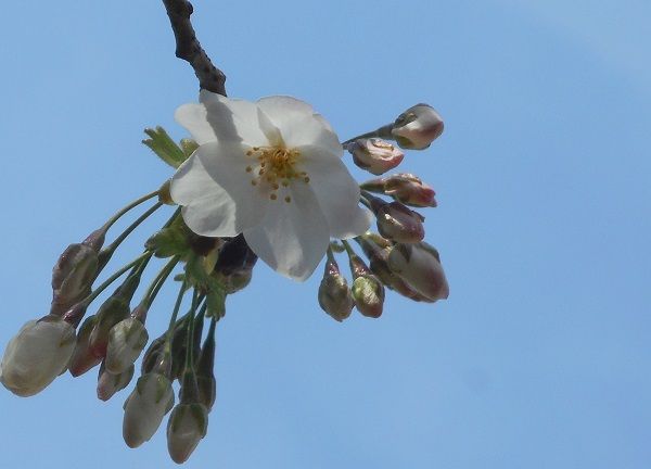白い桜 写真俳句 Ryo 楽天ブログ