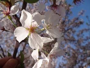桜の花びら.jpg