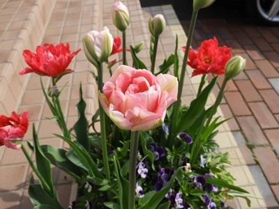 寄せ植え
