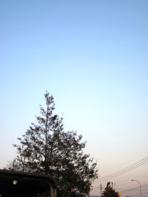IMG_8010.JPG