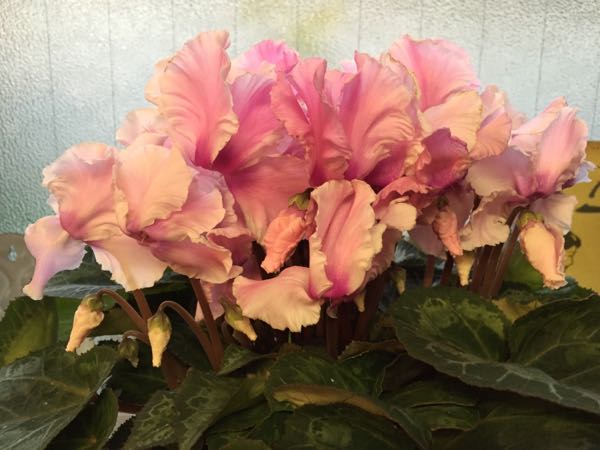rblog-20160111210907-05.jpg