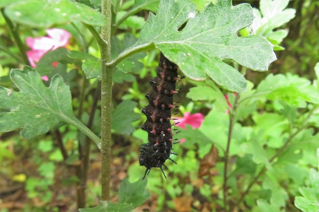 31ページ目の記事一覧 大分金太郎の花鳥蝶月 楽天ブログ