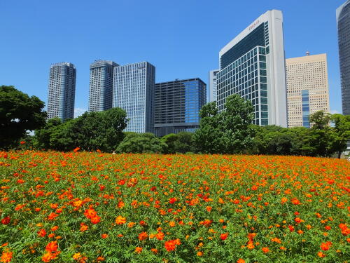 浜離宮恩賜庭園にて