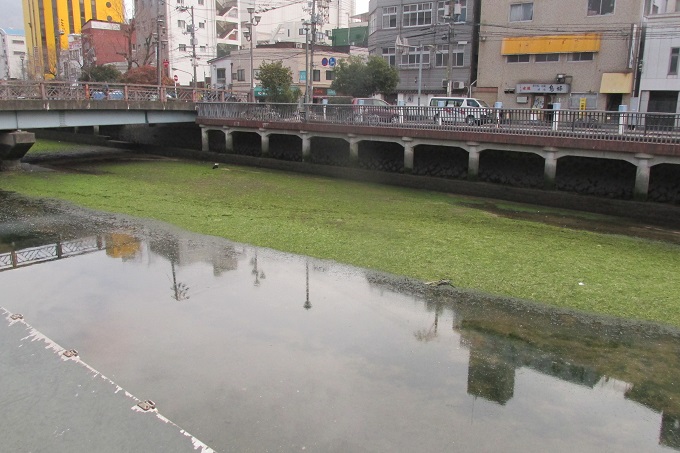 堺川のアオサ