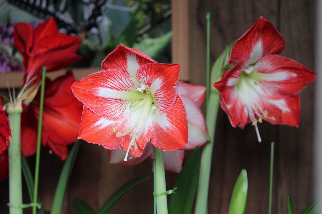 アマリリス２ つれづれ日記 楽天ブログ