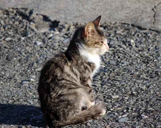 我が家のニャンコ♪2013/10/17-3