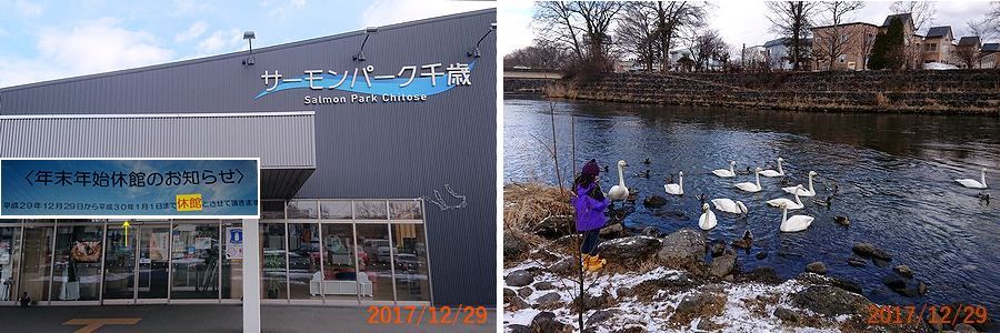 １２／２９エサをくれるかと寄ってきた.jpg