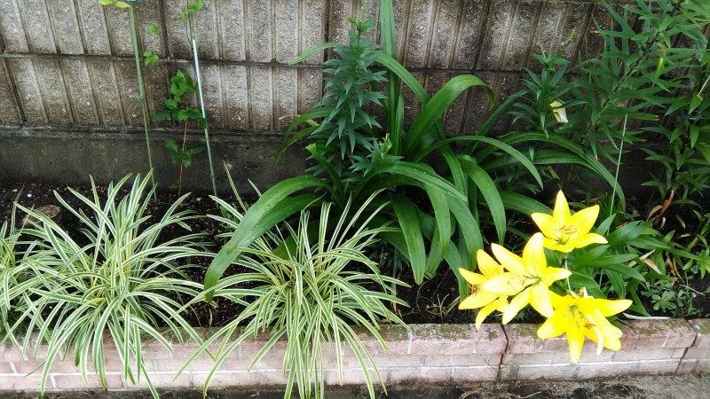 今日の庭に咲く花 Miraiの庭 つれづれに 楽天ブログ