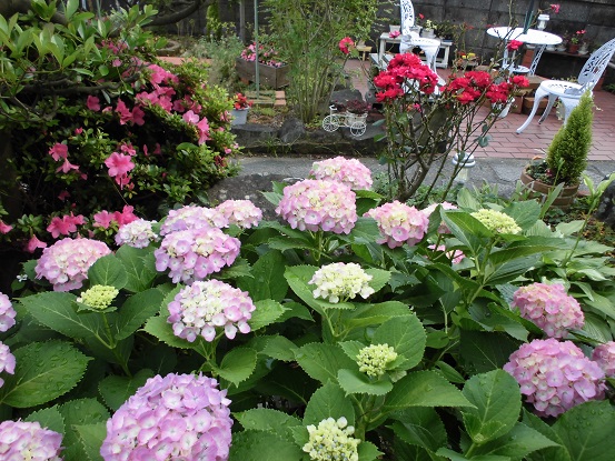 サツキ・あじさい